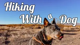 Arizona Desert Hike with my Australian Cattle Dog