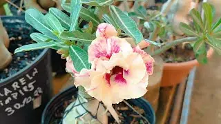 ROSA DO DESERTO MUSERLA , BARBIE ,BRD102 E MUITO MAIS LINDONAS AQUI NO JARDIM 🥰🏡