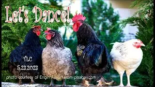TLC  LET'S DANCE!  5 23 2023