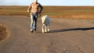 Рязань Якши Сарман