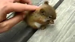 Какой миленький пушистик! Прикол