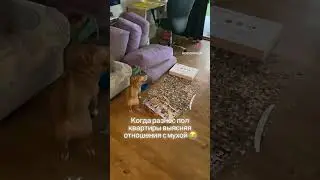 Чихуахуа #приколы #собака #чихуахуа #dog #приколысживотными #shortsvideo #shortvideo #sunny
