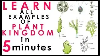 Plant Kingdom-Short Tricks |Biology Bytes Examples |Ncert Biology For NEET 2020|AIIMS|Class 11