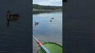 Утки не дают рыбачить