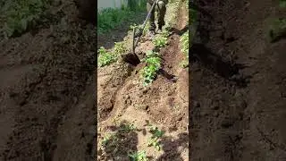 Самодельный окучник. Проще некуда.