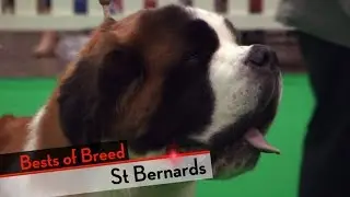 St Bernard - Bests of Breed