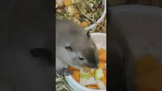 Кормление песчанок - что можно и нельзя песчанкам? Чем можно кормить песчанок? #shorts