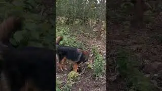 Луна🐕‍🦺, Мася🐈 и Тимоша🦮