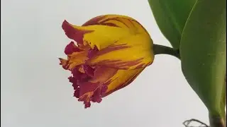 Cattleya 2024