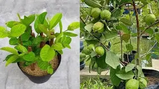 Cara stek jambu biji anti gagal