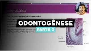 Odontogênese Parte 2: Da Coroa à Completa Formação Dentária e Estágios de Nolla