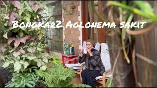 Vlog 2 : Bongkar aglonema 3 colour