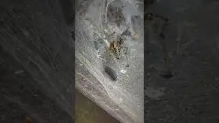 SPIDER vs ISOPOD ~ Who will take VICTORY?!! 🏳️ #shorts