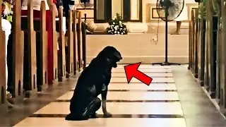 Dog Refused to Leave the Church. Priest Looked through Camera Footage and Saw Something Incredible!