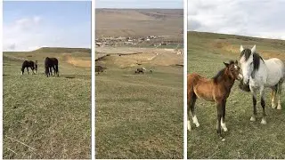 Лошадки радуются от зеленой травы на поляне.