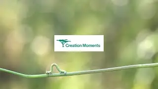 Caterpillars Remember