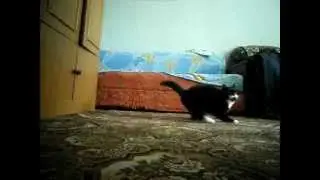 Танцующая кошка)
