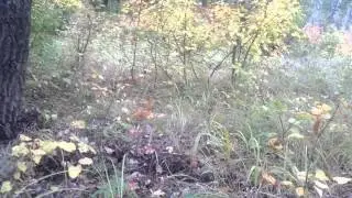 По грибы 2