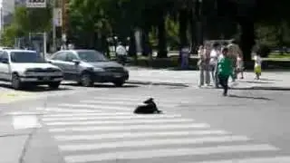 Perro extremo