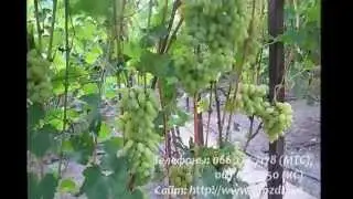 сорт винограда Сицилия