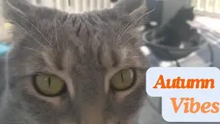 1 min of relaxing with chilled cats #cat #chill #relax