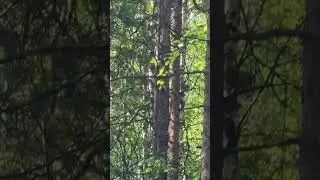 Рябинники стрекочут