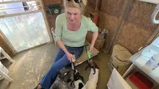 milking baby kid goats with a bottle