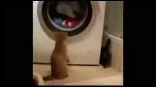 Смешные коты