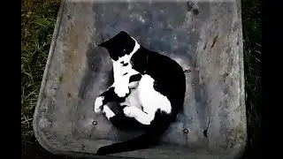 Crazy cat playing in a wheelbarrow