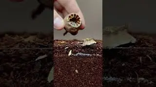 Growing Poppy Plant from Seeds - Soil cross section SHORT VERSION  #greentimelapse #gtl #timelapse