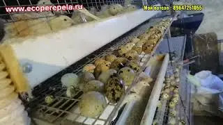 Поменяли корм, перепела не едят! НЕ НАДО ПАНИКОВАТЬ!!