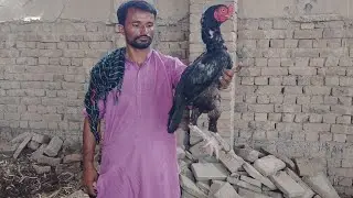 Aseel murga mandi Rahim Yar Khan Sunday 28 June market updates 
