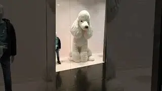 Большая собака 🐶 в City Plaza в Адлере #собака #cityplaza #адлер #красота #music #dog #big
