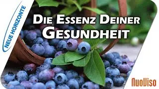 Die Essenz Deiner Gesundheit - Jutta Suffner