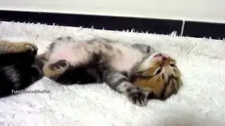 Котята дергают лапками во сне  Милое видео