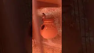 banglis finch breeding tips