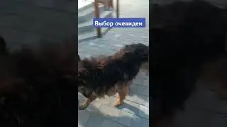 #тимасветлогорских