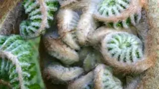 Fractals Lettuce Beethoven