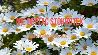 Nie deptać stokrotek