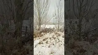 13.11.2023 с первым снегом