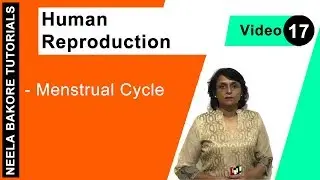 Human Reproduction | NEET | Menstrual Cycle | Neela Bakore Tutorials