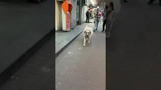 Огромный пес в Ереване👌🇦🇲 