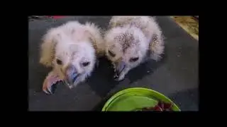 филинята 2 июня