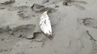 who can catching a fish
