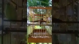 Trinca fujão cantando
