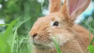 Ultimate Guide to Rabbits 🐇