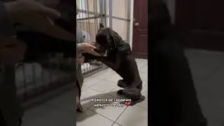 Кане-Корсо из Волновахи. День второй