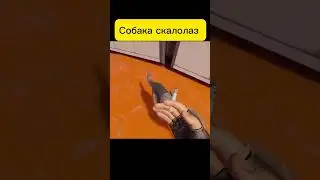 СобакаБабака#2022 #2023 #subscribe #vr #врек #приколы #рекомендации #шортс #escapefromtarkov #farcry