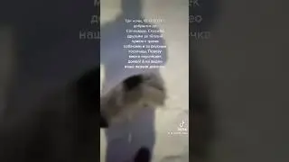 Путешествие в Яр-Сале за нашими ненецкими лаечками