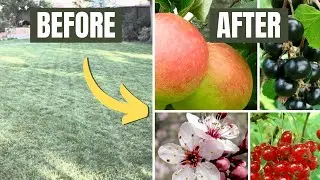 Turn Your Lawn Into A Food Forest & Become Food Independent